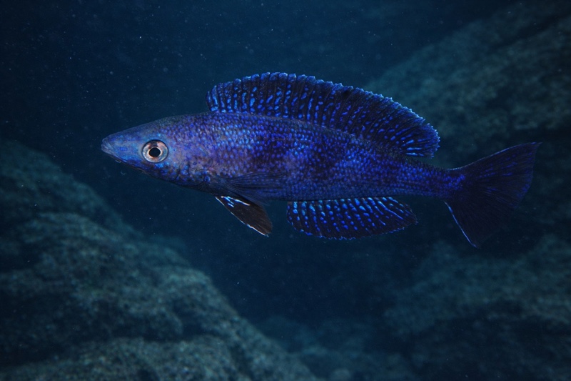 Cyprichromis microlepidotus 'Kilila'